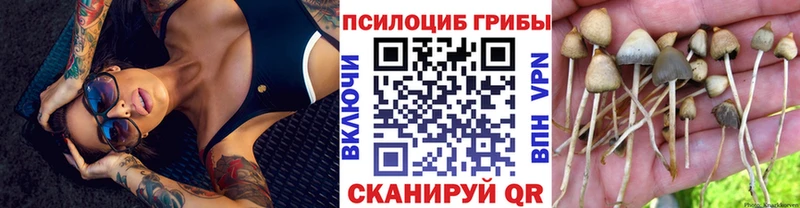 Купить  Туринск  Галлюциногенные грибы Cubensis 